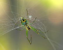 Garden Spider